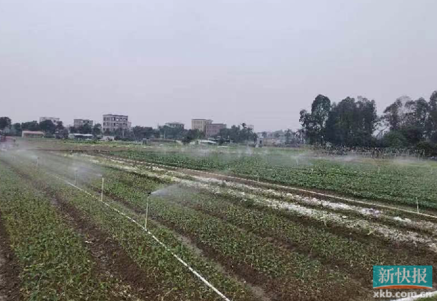必赢：是粮田更是良田茂名市茂南区加强高标准农田建设(图2)
