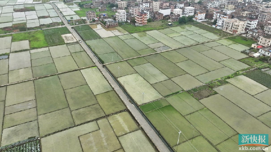 必赢：是粮田更是良田茂名市茂南区加强高标准农田建设(图1)
