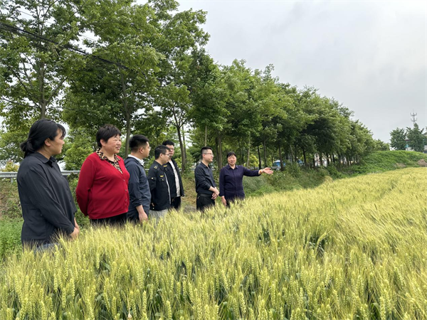 必赢国际：姜堰顾高镇：开展农机“体检”活动护航“三夏”生产工作(图3)