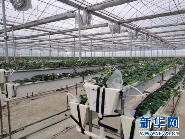 必赢国际：花溪区：因地制宜搞产业小草莓有大发展(图1)