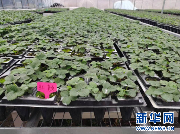 必赢国际：花溪区：因地制宜搞产业小草莓有大发展(图3)