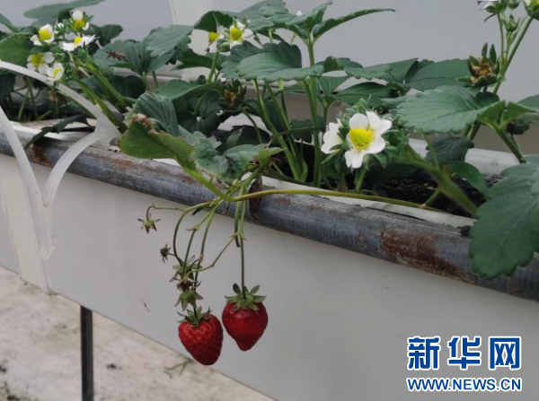 必赢国际：花溪区：因地制宜搞产业小草莓有大发展(图2)