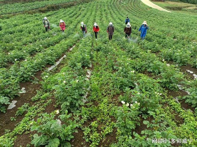 必赢：贵州威宁：农机农艺结合开展马铃薯晚疫病防控(图1)