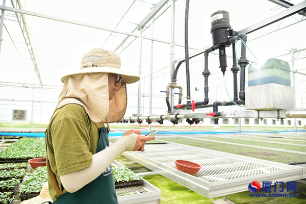 必赢：灌溉施肥一键搞定、升降机派上大用场……来看看厦门农业生产的“黑科技”(图1)