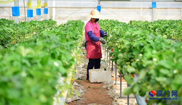必赢：灌溉施肥一键搞定、升降机派上大用场……来看看厦门农业生产的“黑科技”(图5)