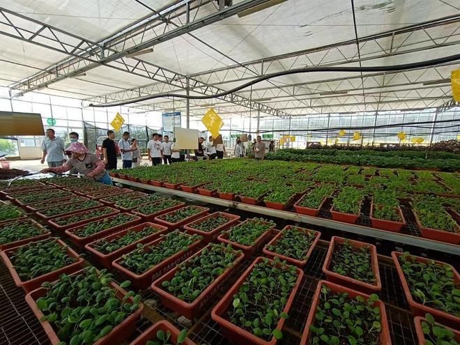 必赢国际：智能农机进入生产全过程武汉加快推广蔬菜全程机械化种植(图1)