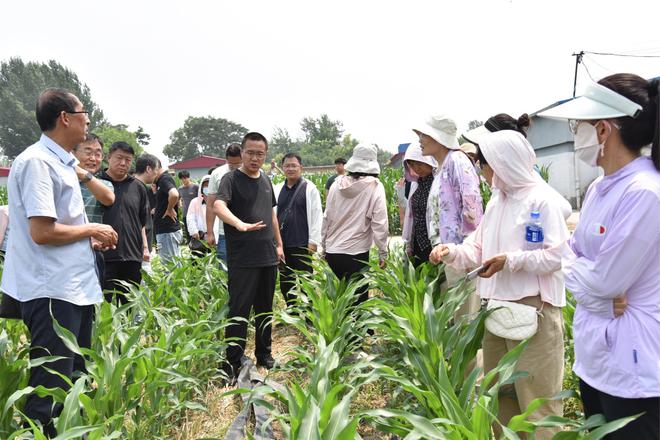 必赢：河北望都：农机装备新升级玉米单产新提升(图2)