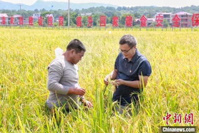 必赢：湖南东安机械化种植水稻智慧农业大显身手(图2)