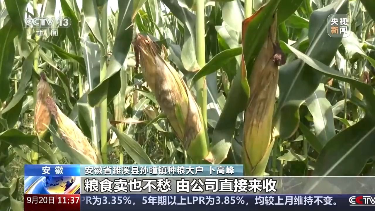 bwin网站：丰收背后的隐形力量！这里有走出小县城的“种子选手”(图10)