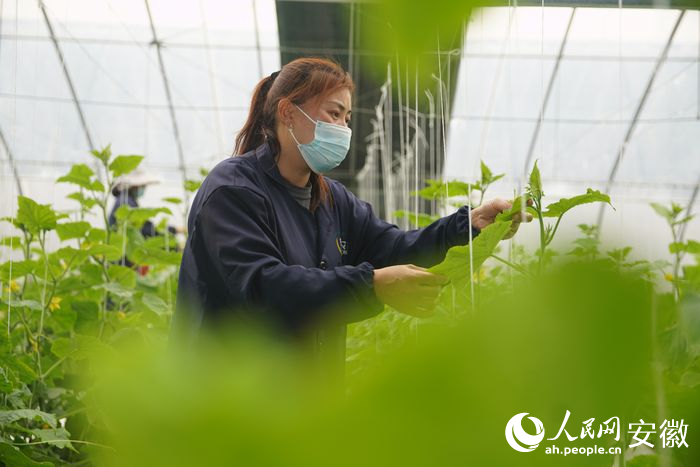 必赢：新征程·江淮行｜蒙城：科技装备硬支撑(图7)