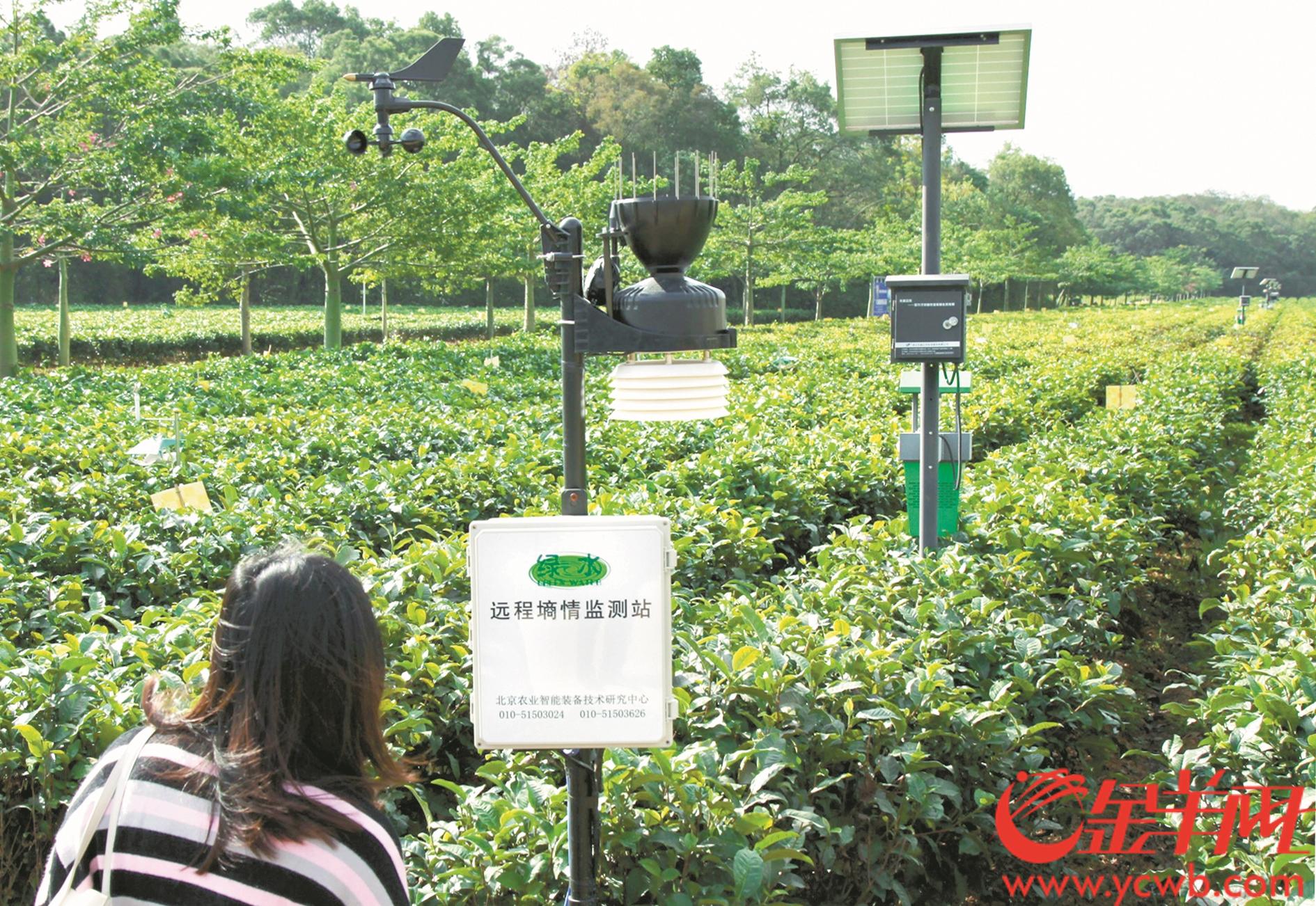 必赢：清远英德推进种茶制茶智能化发展老茶园生机焕发(图1)
