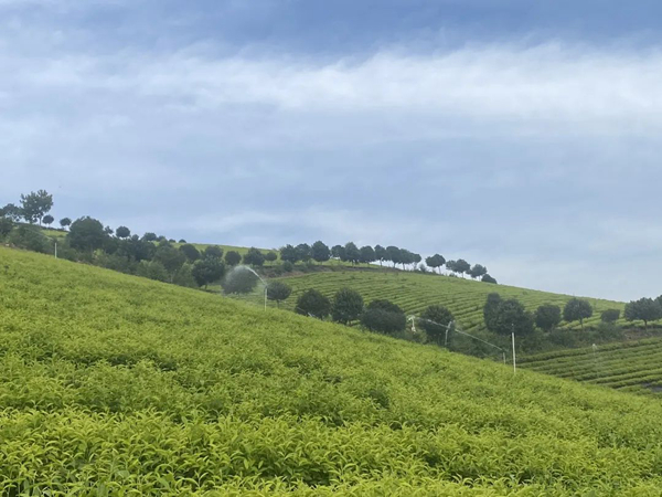 必赢国际：网连江苏调水补水忙抗旱科技助农保秋收(图2)