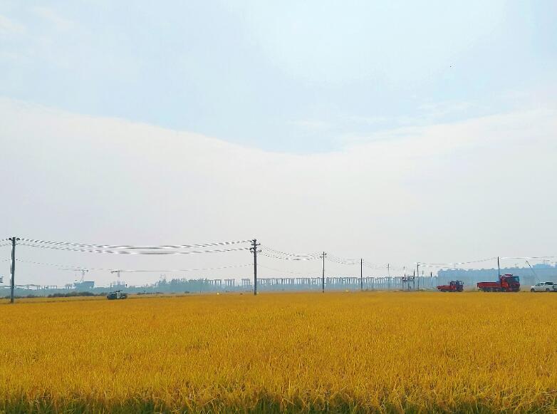 必赢：恰逢丰收季肥西好“丰”景(图1)