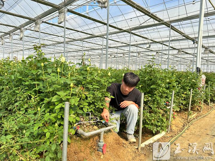 必赢国际：红塔区走上农业增产快车道(图2)
