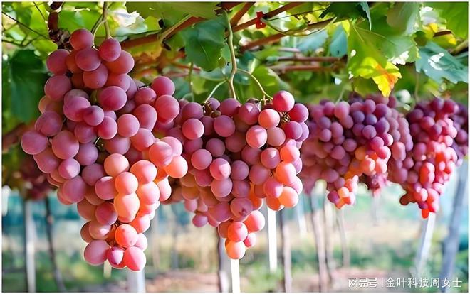 bwin网站：葡萄水肥一体化设备：现代农业的高效解决方案(图3)