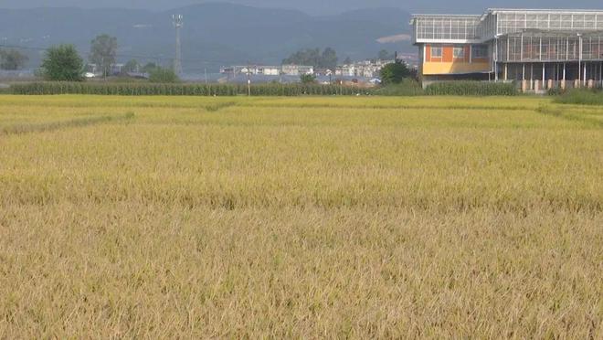 必赢国际：牟定：大型农业机械助力秋收(图3)