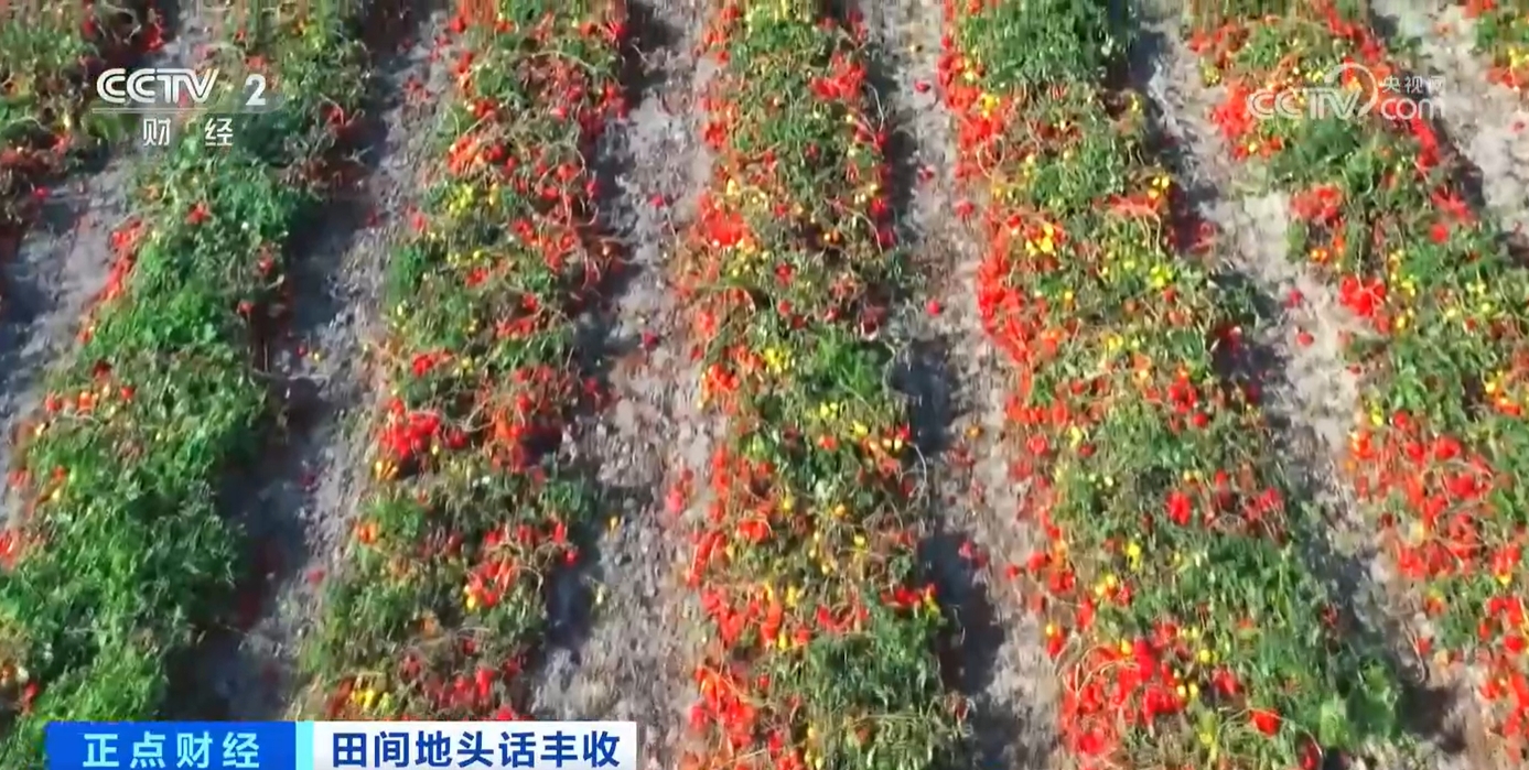 必赢国际：秋收正当时！新质生产力赋能农业生产绘就金秋好“丰”景(图8)