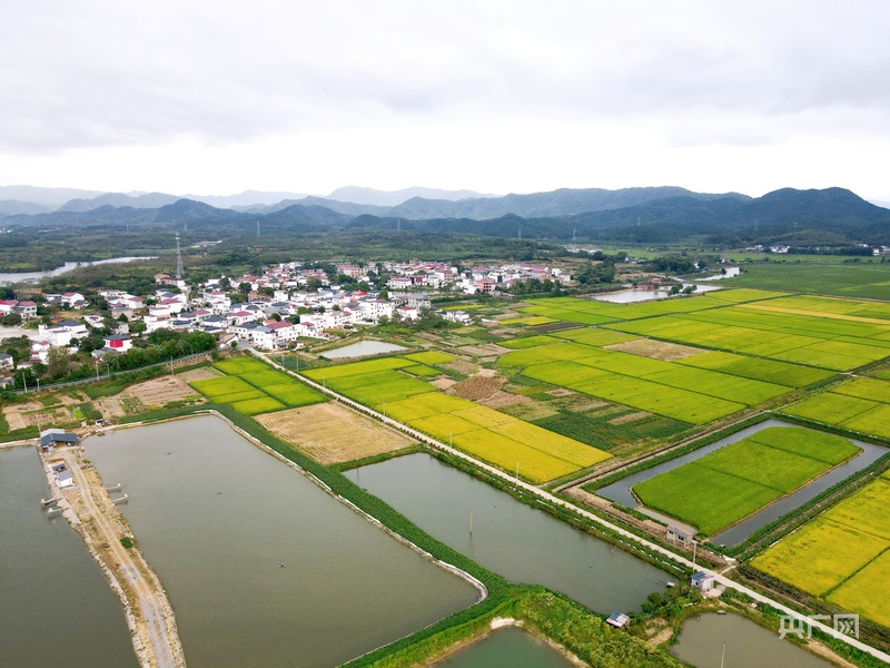 bwin网站：高质量发展看中国｜红土地上话振兴(图1)