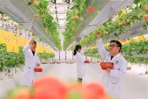 必赢国际：亭林：非遗文化助力乡村振兴打造特色文化名片(图19)