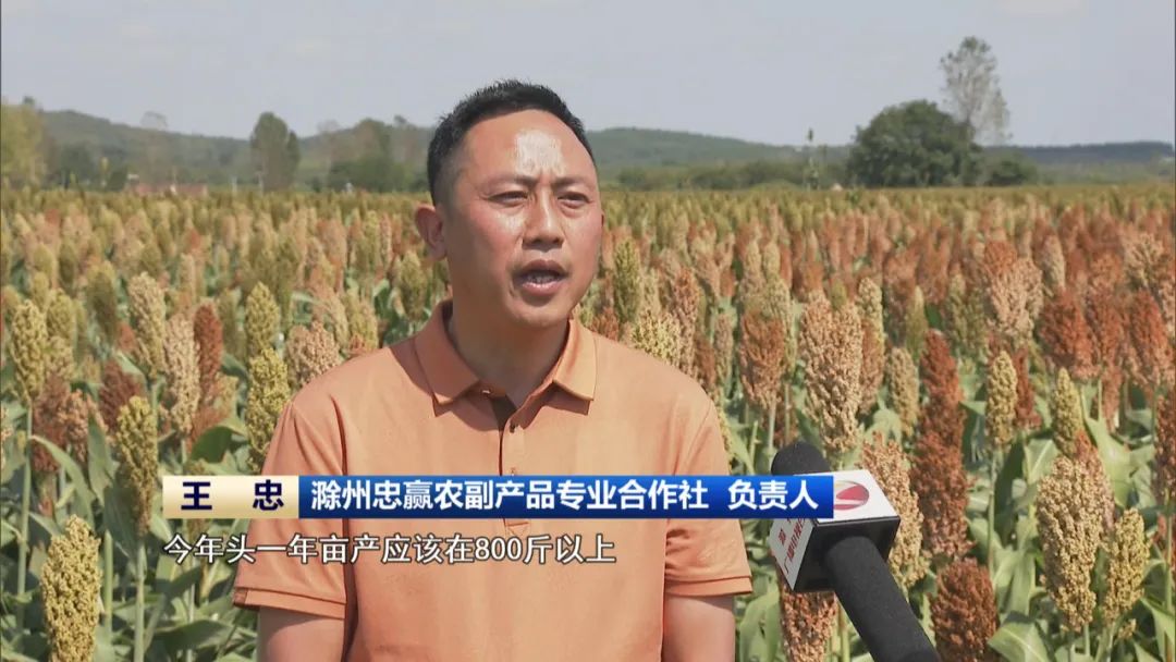 必赢国际：又是一年丰收季全省秋收已过八成(图12)