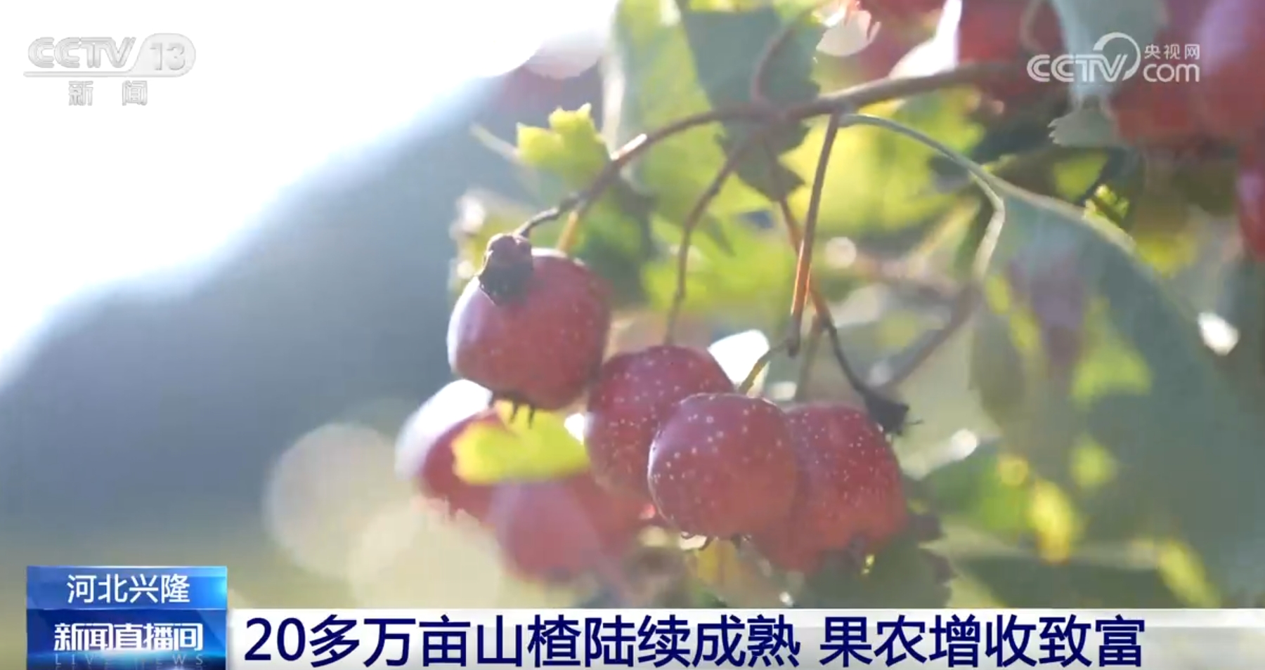 必赢：新品种、新模式、新技术设备助力绿水青山间奏响农业“丰收曲”(图11)