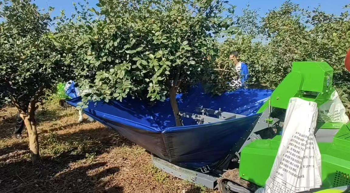 必赢：湖南日报丨苏仙区机械助力油菜播种(图1)