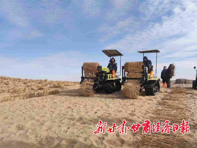 必赢：治沙领域“沙漠骆驼”走进民勤(图1)
