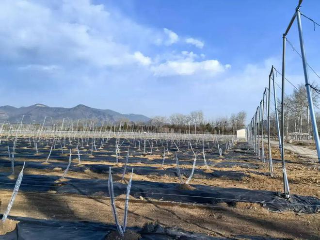 bwin网站：在这里（）昌平苹果正在培育中→(图4)