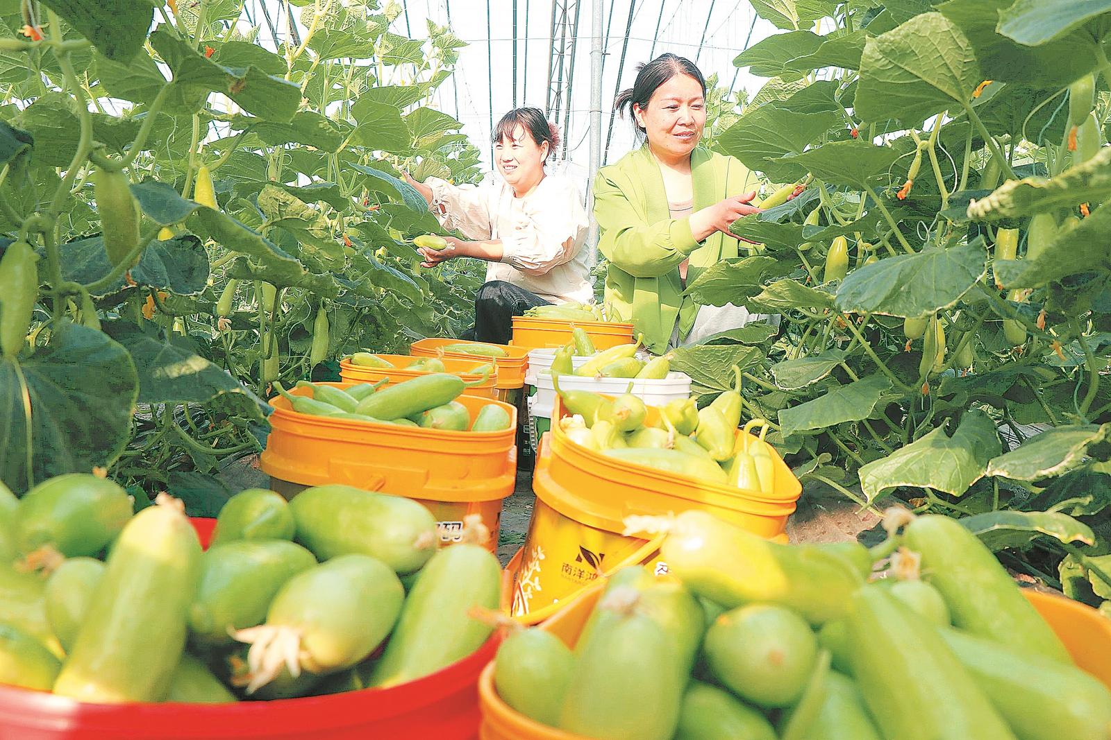必赢：良田沃野迎春光——全省春耕春管一线见闻(图1)