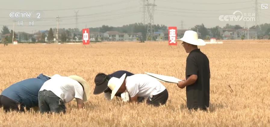 必赢国际：全国小麦收获过三成新农机、新品种助力麦收高效稳产(图2)