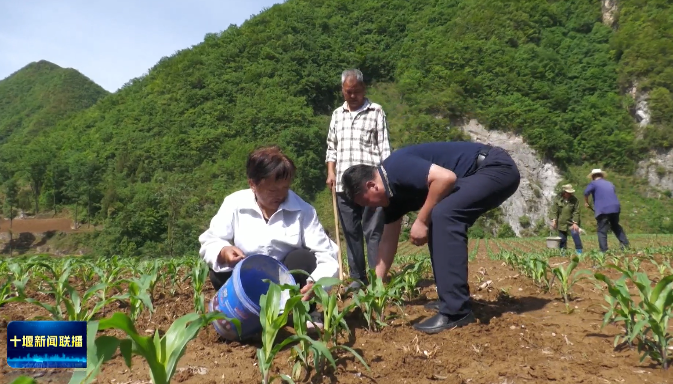 必赢：抢抓农时十堰各地有序推进三夏生产(图3)