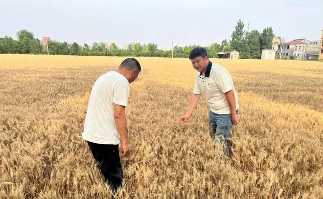 必赢国际：近九成！沁阳麦浪滚滚满地黄……(图2)