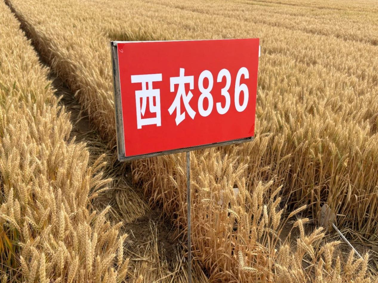 bwin网站：“西农836”小麦新品种测产答卷亮眼：“功能+强筋”双翼齐飞(图5)