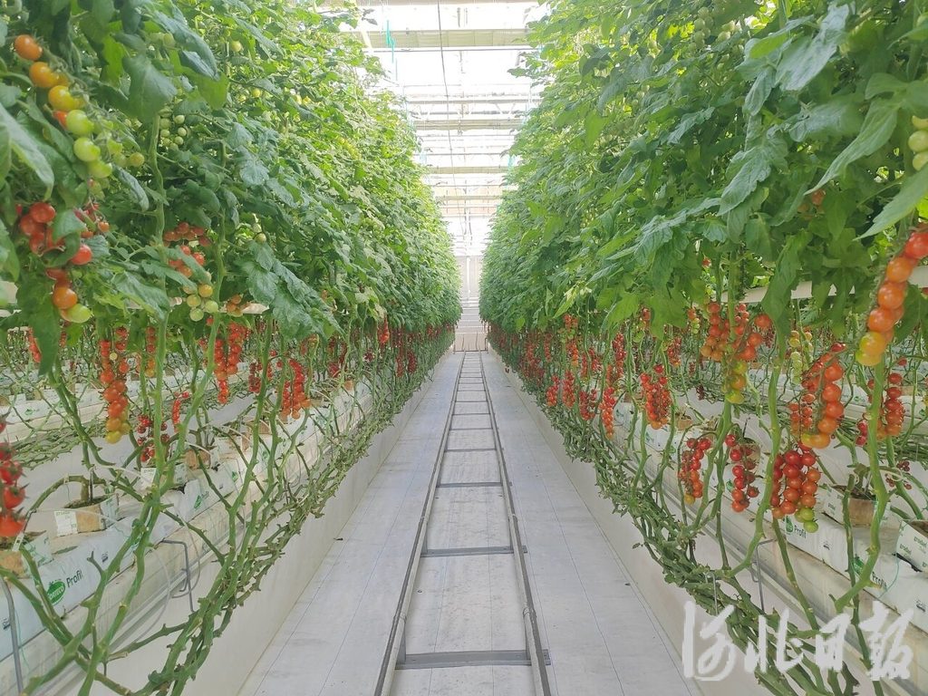 必赢国际：雄安未来之城场景汇丨智能管控让种菜变得简单(图1)