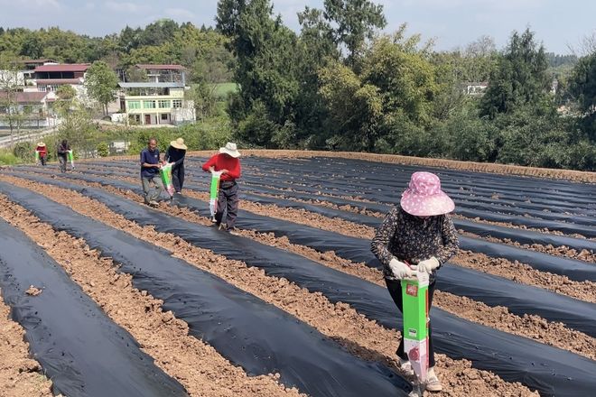 必赢：看青龙镇联合村如何使用科技之笔绘就春耕美景图(图3)