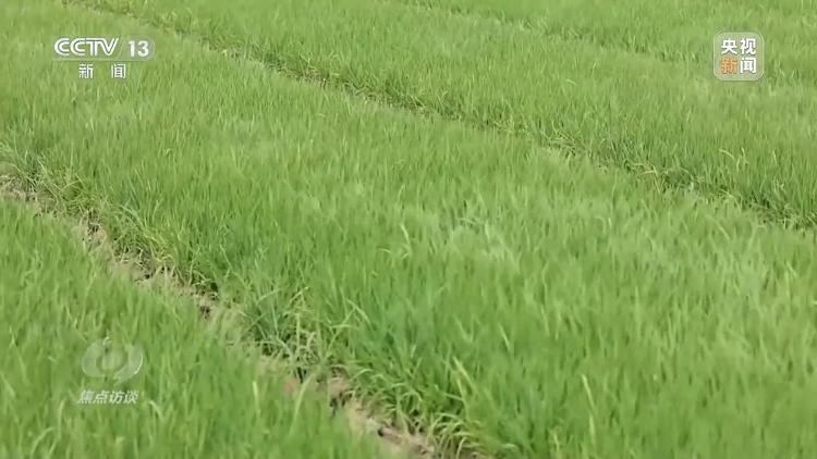 bwin网站：良田+良种+良机法来看山东保丰收秘籍(图2)