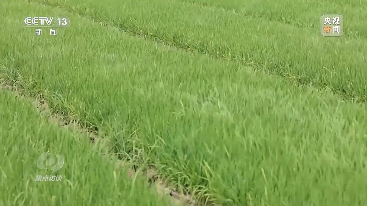 必赢：焦点访谈丨良田+良种+良机法来看各地保丰收秘籍(图2)