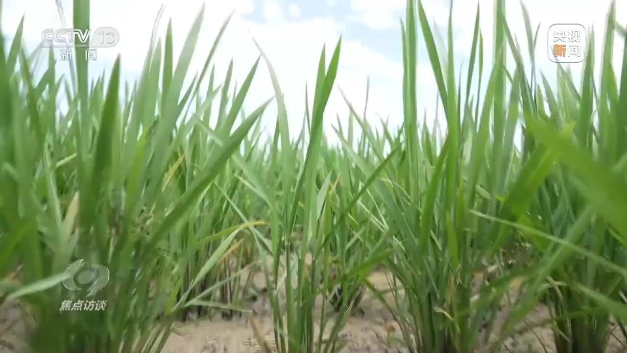 必赢：焦点访谈丨良田+良种+良机法来看各地保丰收秘籍(图11)