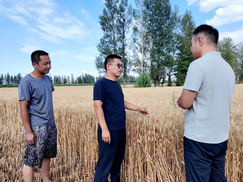 bwin网站：托里县迎来小麦收割季(图2)