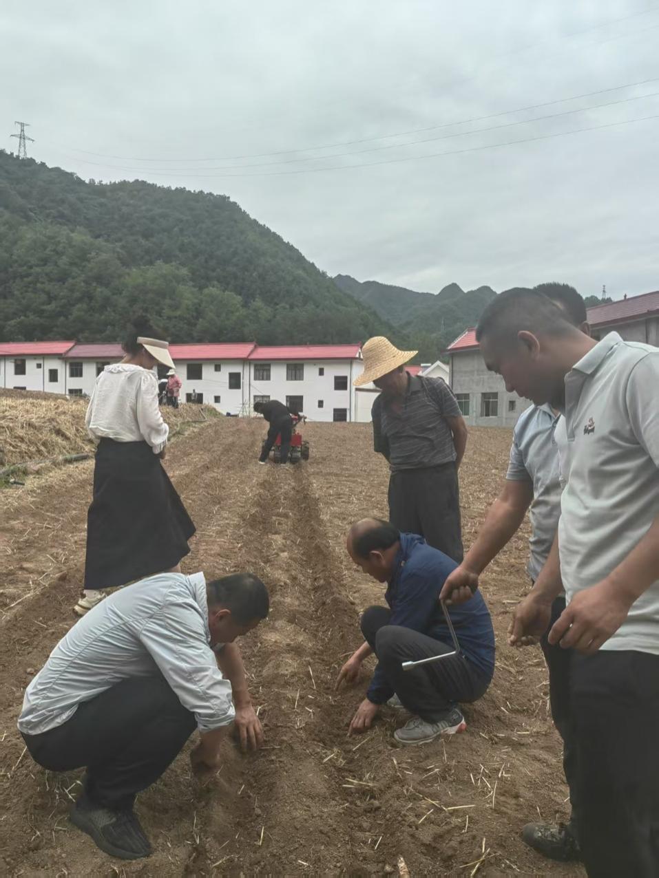 必赢：陕西省农机体系专家一线把脉精量播种力促秋粮丰收(图3)
