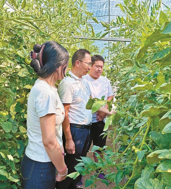 必赢：“陕西蔬菜第一县”是怎样炼成的？(图3)