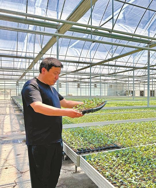 必赢：“陕西蔬菜第一县”是怎样炼成的？(图2)