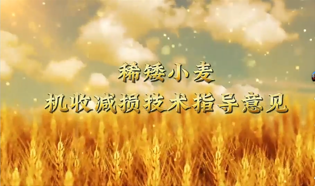 必赢：陕西省农机体系专家三夏服务指导减损增效科技赋能(图4)