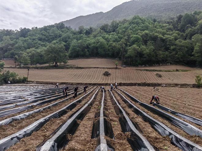 bwin网站：秦巴山区的绿色突围战(图2)