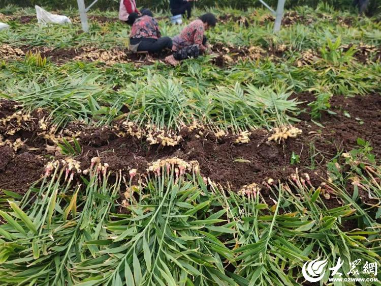必赢国际：潍坊安丘长生源生态家庭农场：在阡陌上生出智慧革命(图2)