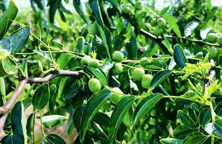 bwin网站：山西省运城市临猗县：现代设施鲜枣数智产业园数智赋能枣业焕新(图1)