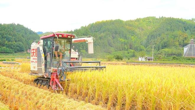 必赢：贵州剑河：金秋机械收稻忙科技赋能稳粮仓(图1)