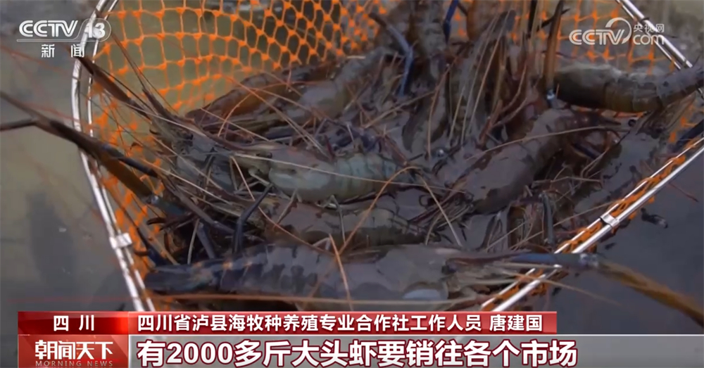必赢国际：各类现代化新型农机装备“护航”秋粮颗粒归仓科技赋能让“蓝色粮仓”提产量(图7)