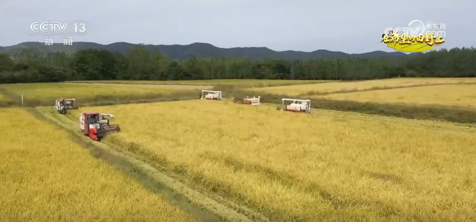必赢国际：风吹稻浪、瓜果飘香希望的田野呈现一幅“大地流金”的丰收图景(图1)