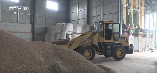 必赢：科技助力抢收抢烘保秋粮多部门联动深入一线确保粮食颗粒归仓(图1)